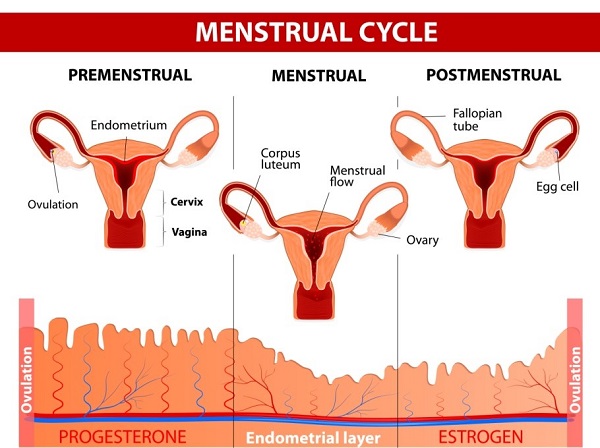 The menstrual cycle