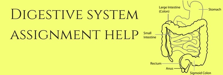 Digestive System Assignment Help Digestive System Assignment Help