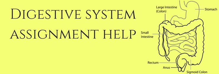 Digestive System Assignment Help