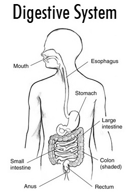 Digestive system Assignment Help