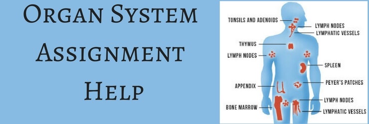 Organ system Assignment Help Organ system Assignment Help