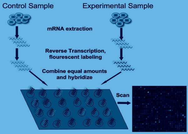 DNA-arrays help code