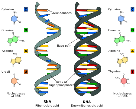 Genetic-Code-DNA-RNA help code