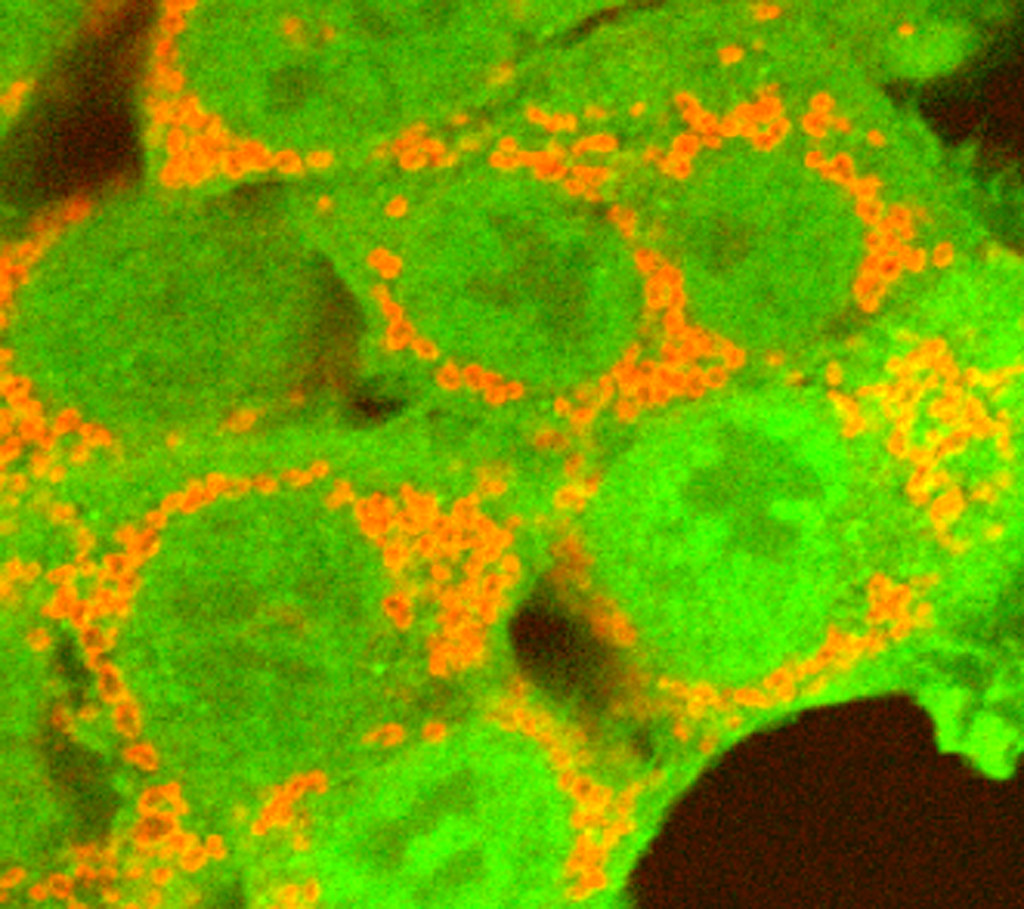 RNA-interference code