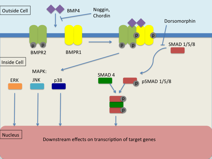 Signal-Transduction help code