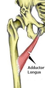 Abductor longus