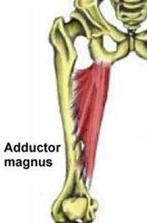 Adductor magnus