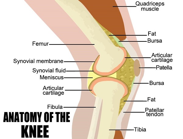 anatomy of the knee