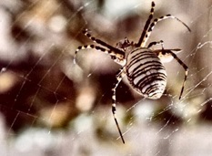 Arthropoda Arachnida