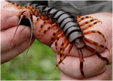 Arthropoda Diplopoda