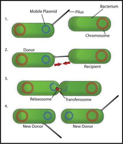 Bacteria conjugation