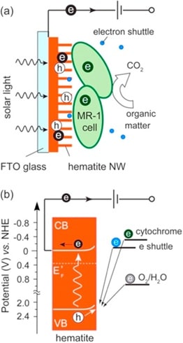 Bacteria Powered Solar Cell img10