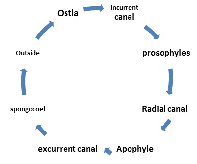Basic process in sycon sponge Basic process in sycon sponge