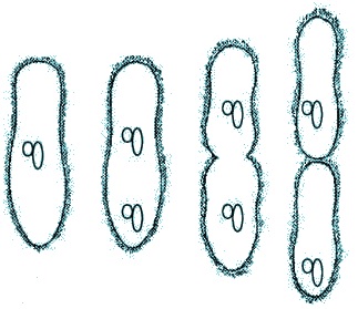 Binary Fission