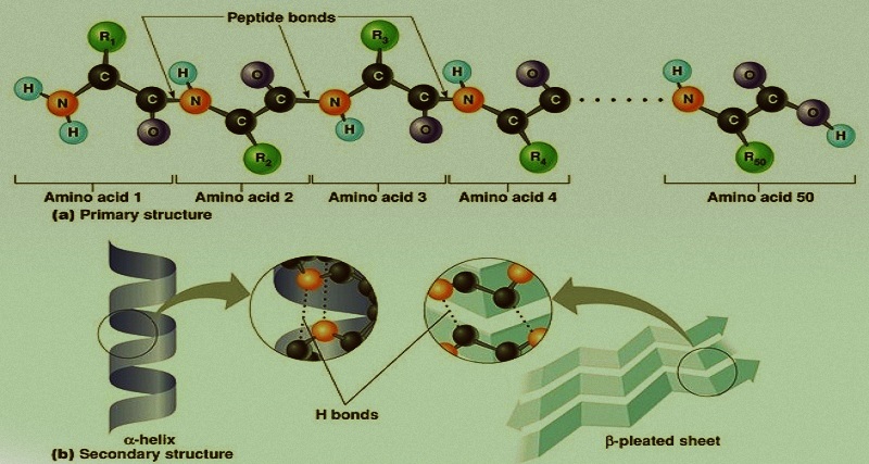 biomolecules Assignment Help code