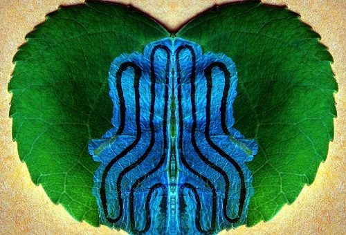 genetics code