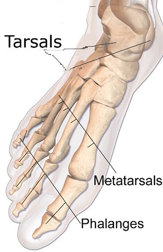 Bones of foot