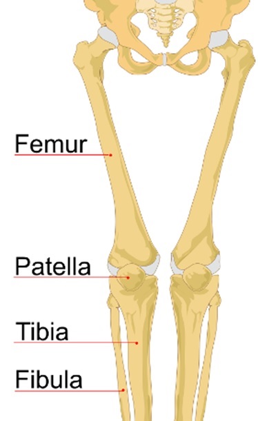 bones of leg