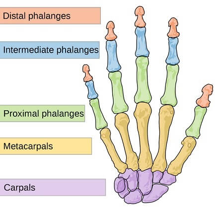 bones of wrist and hand