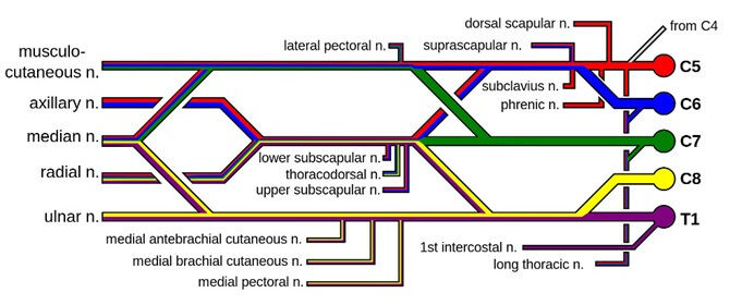 Brachial Plexus