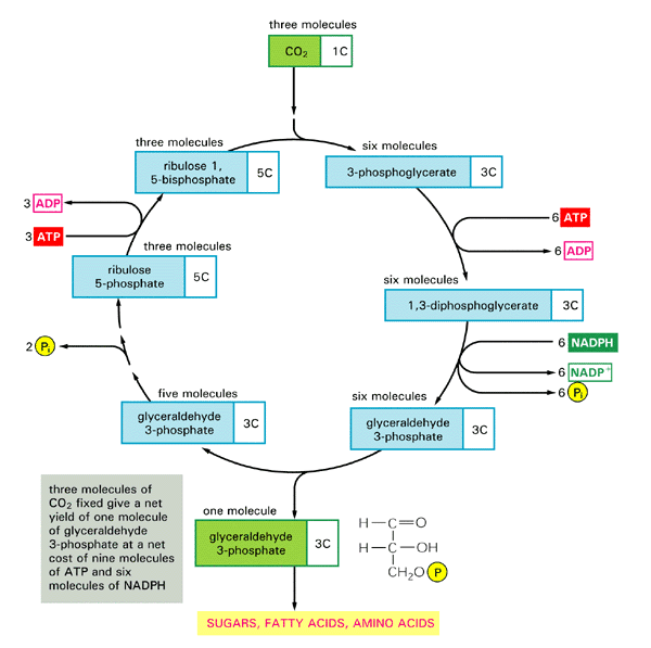 Calvin cycle