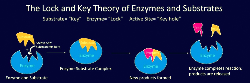 catalytic power and specificity of enzymes help code