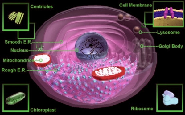 Cell Biology Introduction Assignment Help code