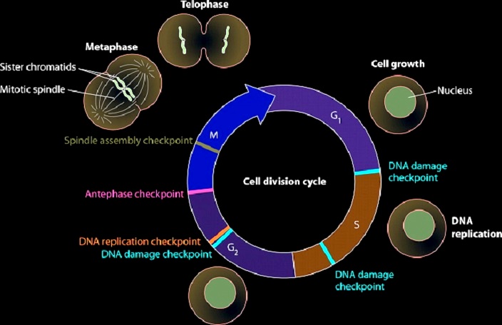 Cell Reproduction Assignment Help code