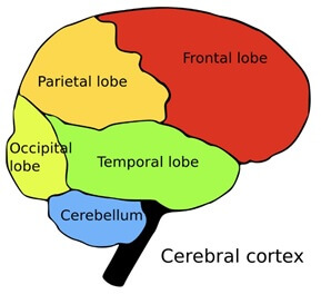 Cerebral cortex