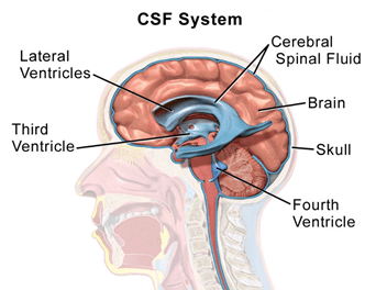 cerebrospinal system