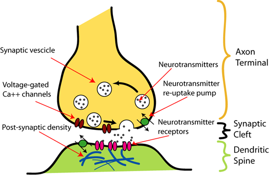 Chemical synapse