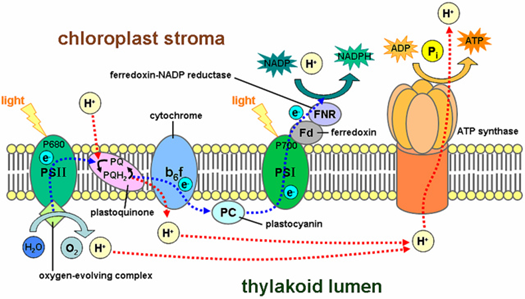 Chloroplast Stroma