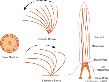 cilia