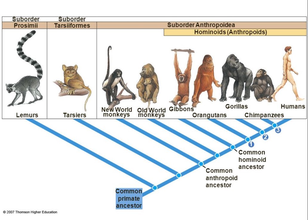 cladogram of humans and other living primates