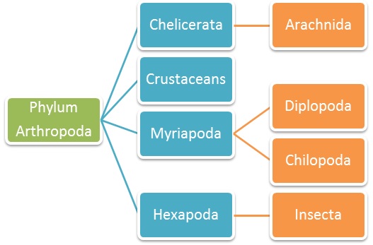 Classification of Arthropoda
