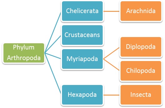 Classification of Arthropoda Classification of Arthropoda