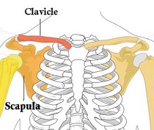 Clavicle