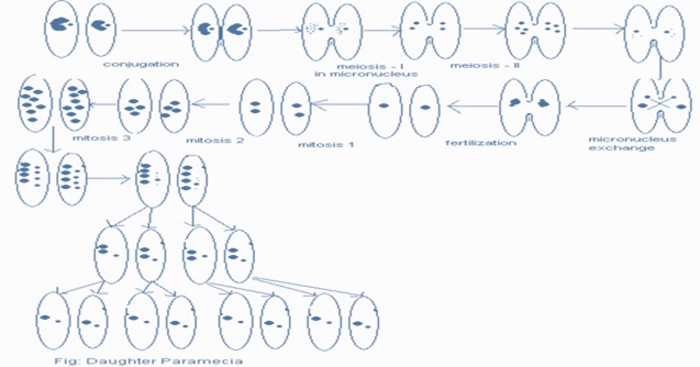 daughter paramecia daughter paramecia