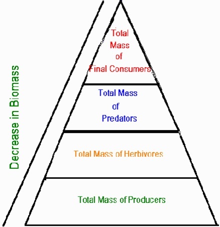 decrease in biomass