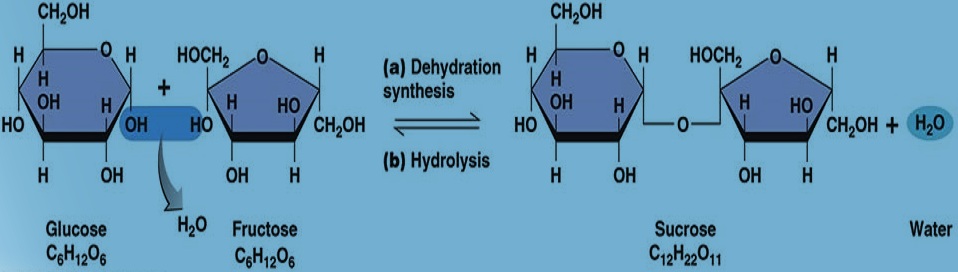 Dehydration Synthesis help code