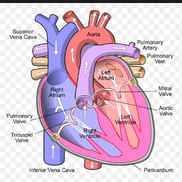 Diagram of the human heart