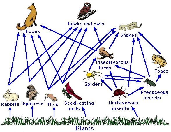 ecosystem  Assignment Help code