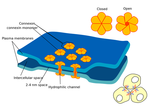 Electrical synapse