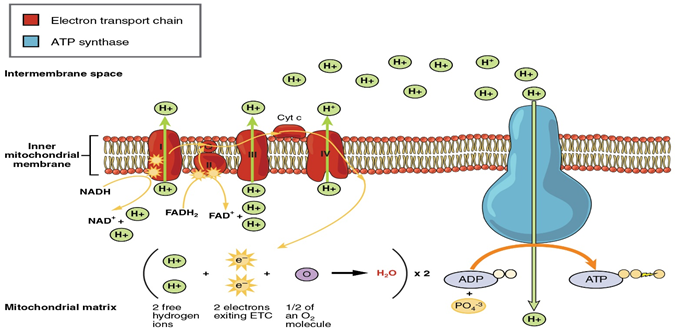 Relationship between photosynthesis and cellular respiration