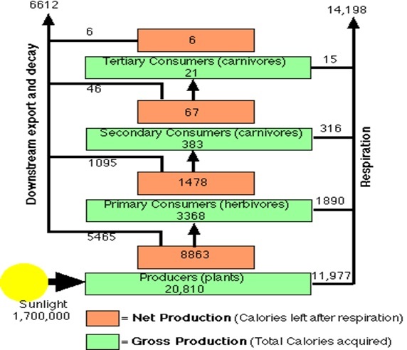 Energy flow in the ecosystem