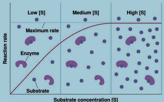 enzymology and enzyme technology help