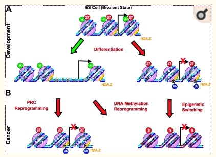 Epigenome reprogramming