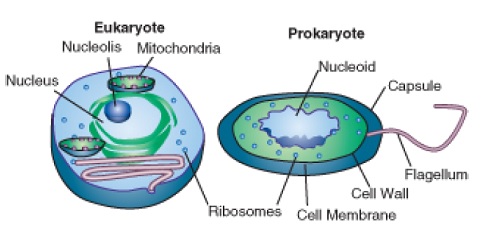Eukaryotic cell examples