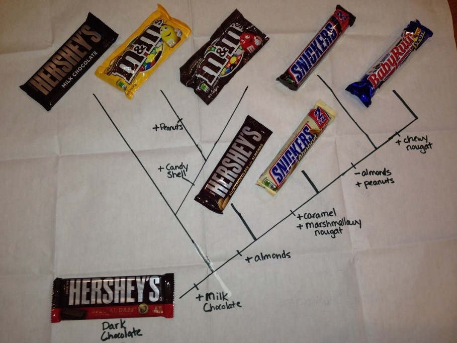 EXAMPLE Candy Cladogram