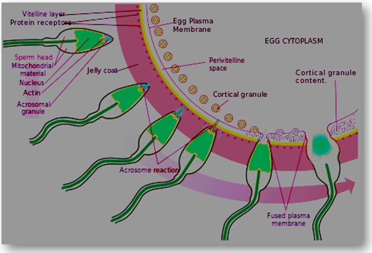 Fertilization